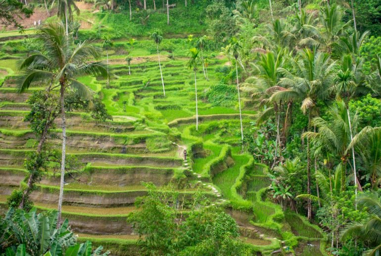 Tegallalang-Rice-Terraces-Ubud